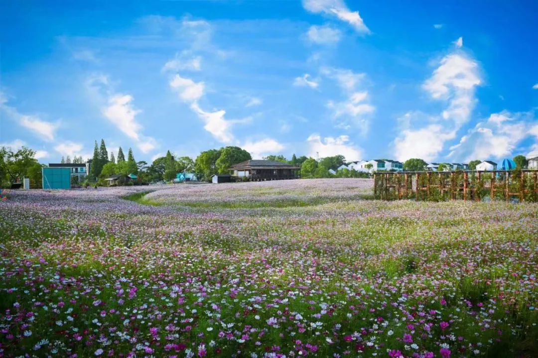 石淙蚕意花海景区